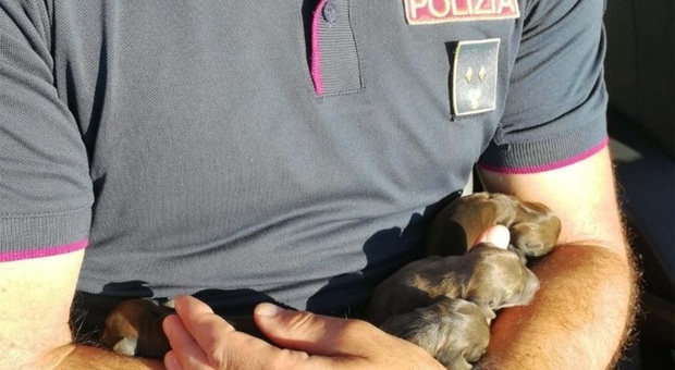 Rieti, abbandonati in una piazzola, cinque cuccioli salvati dalla polstrada