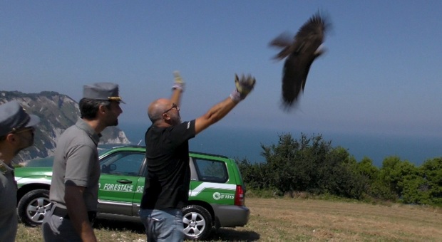 Il rilascio del falco di plaude