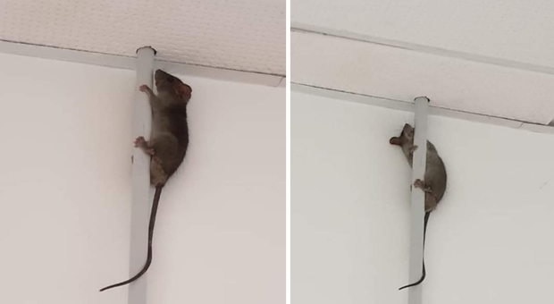 L’ultima grana dell’Area vasta 2 Sos topi all’ospedale di Fabriano
