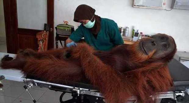 L'orango ferito dei bracconieri Le foto commuovono il web