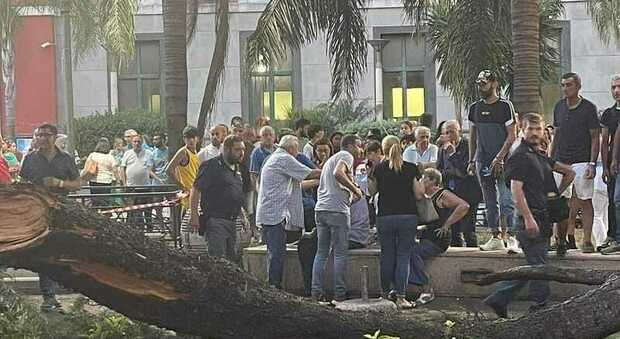 Il ramo caduto in piazza Aldo Moro