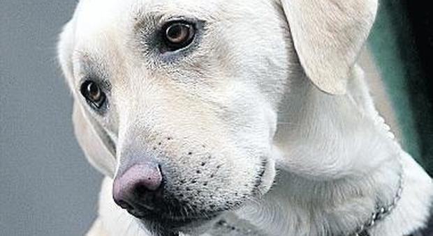 Epilessia, i cani aiutano a prevedere le crisi
