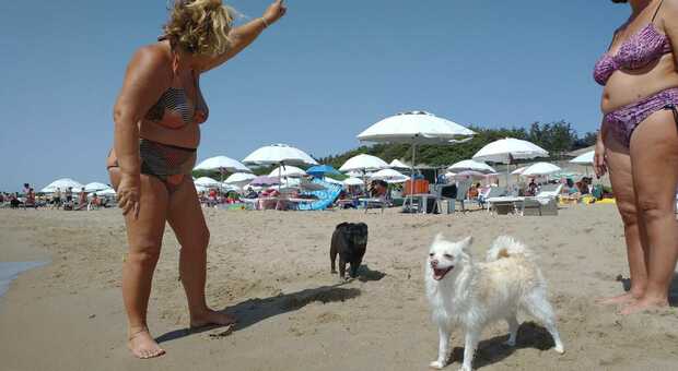 Bau Beach, a Sabaudia un successo con oltre cento cani al giorno in spiaggia