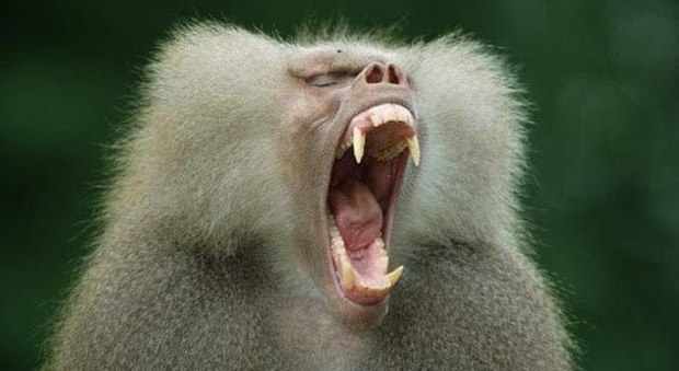 Francia, panico allo zoo: 50 babbuini scappano dalle gabbie