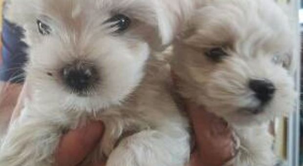 Tre cuccioli salvati dal traffico illecito: nei guai 43enne con documenti falsi