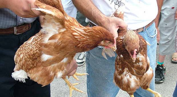 Coronavirus e crisi: ladri di polli, uova e agnelli e mozzarelle nelle aziende agricole campane