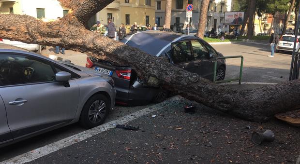 Roma, albero caduto in Corso Trieste: il grosso pino colpisce due auto e la recinzione del Giulio Cesare