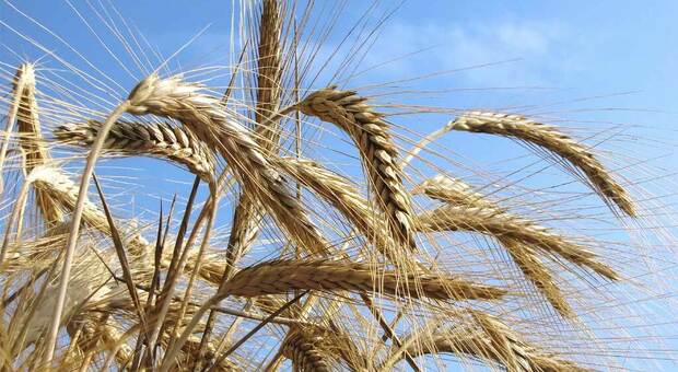 Puglia, la guerra del grano spacca le associazioni. Coldiretti a favore della Pac, Cia contro