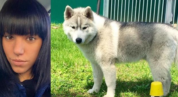 Mobilitazione sui social per ritrovare l'husky rubato a Lisa: 20mila a caccia Avvistato un cane uguale, ma non lui