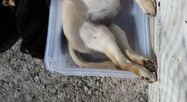 Choc ad Angri, cane morto abbandonato tra i rifiuti