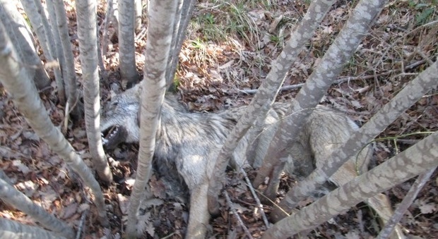 L'esemplare di lupo trovato morto a Mercatello sul Metauro