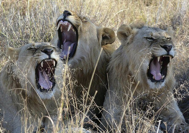 Risultati positivi al covid otto leoni in uno zoo indiano: è il primo caso in cui il virus viene riscontrato negli animali selvatici del paese
