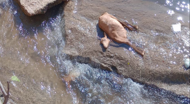 Carcassa di una capra a Nocera Inferiore, bloccata lungo il torrente Solofrana