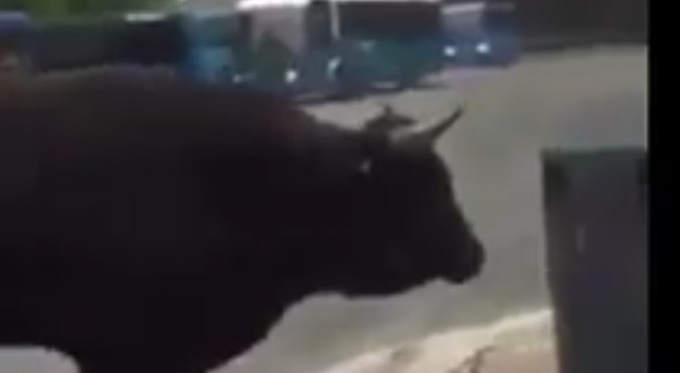Roma: Un toro gira libero vicino alla fermata del bus