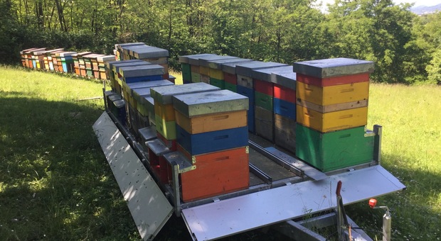 Primavera da dimenticare per gli apicoltori della Marca