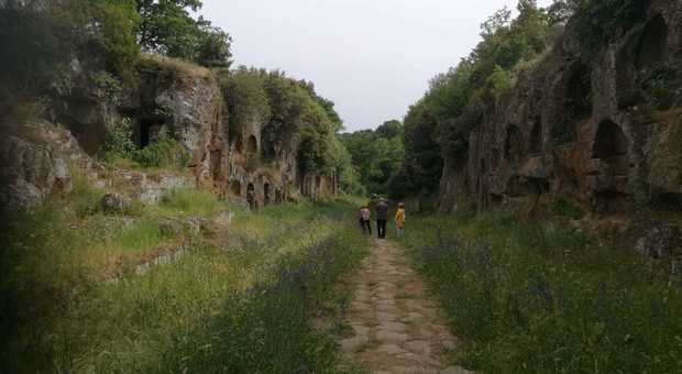Sito archeologico di Faleri, erba alta e incuria sulla Via Amerina: «Interveniamo»