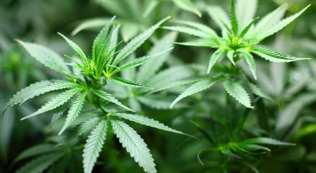 Due piante di marijuana alte circa 140 centimetri