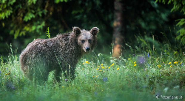 La foto di un orso scattata da Gabriele Menis