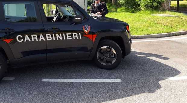 Udine, sequestrati cuccioli di alto prezzo: sospetto di manipolazioni genetiche