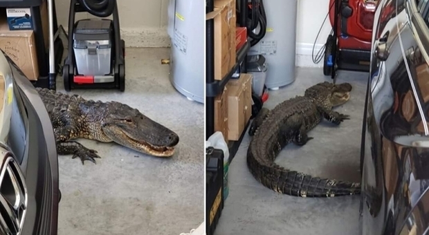 Alligatore nel garage, la sorpresa e il mezzo infarto del padrone di casa (immagine pubblicata da Fox 13 su Fb)