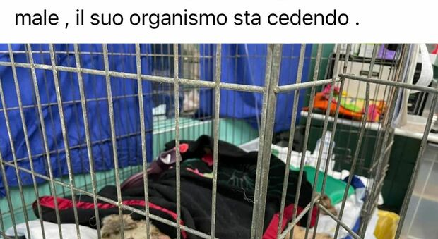«Non soffre più»: morto Angelo, il cane simbolo dei roghi in Sardegna