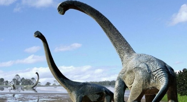 Il dente di titanosauro più grande del mondo trovato in Brasile
