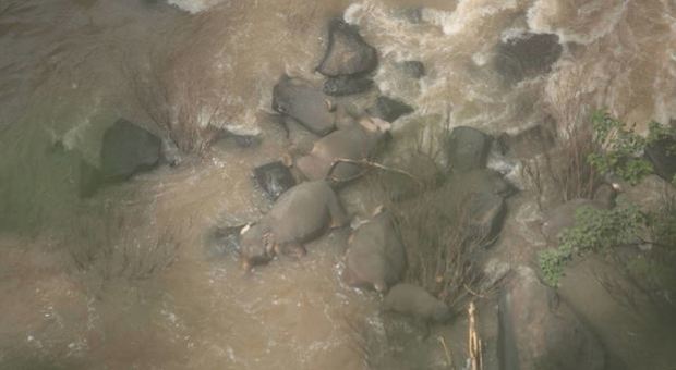 Sei elefanti morti annegati per salvare un cucciolo caduto in acqua