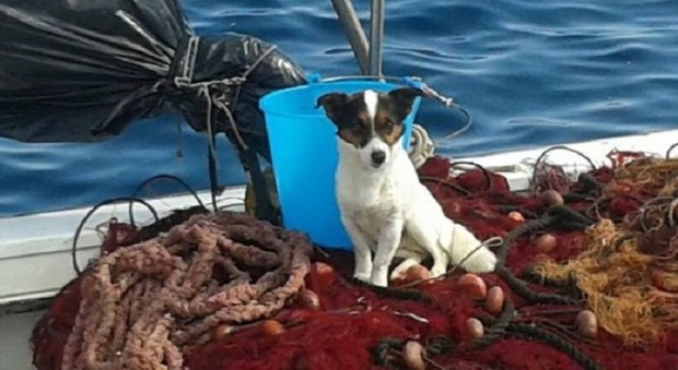 Abbandonato sulla spiaggia, il cane i getta in mare disperato: salvato dai pescatori