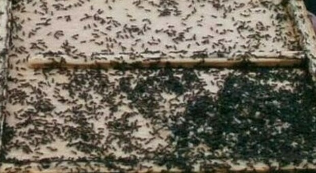Invasione di formiche a scuola: chiuso per disinfestazione