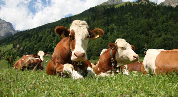 Mucche "create" dai nazisti soppresse: violente, volevano uccidere gli allevatori
