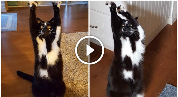 Il gatto che fa stretching fa impazzire il web. Goalkitty ha 10.000 fan su Instagram