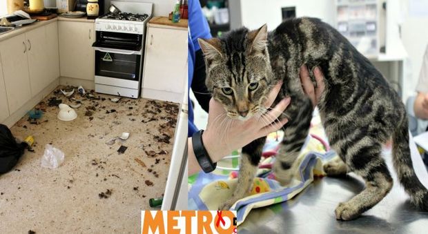 Lascia 14 gatti in casa senza acqua e cibo, si sbranano tra loro