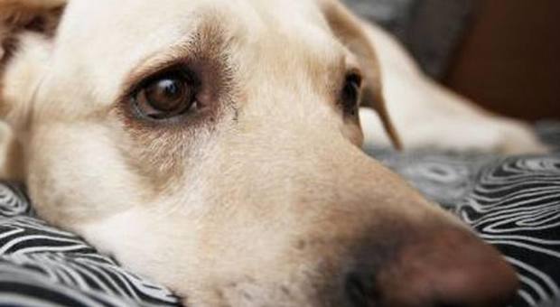 Campania, arriva il registro tumori per gli animali di affezione