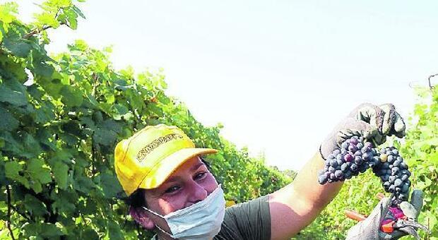 Covid, crolla l'export (-4%) del vino italiano nel 2020