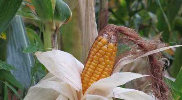 La pannocchia di mais della varietà Pignoletto d'oro di Rettorgole