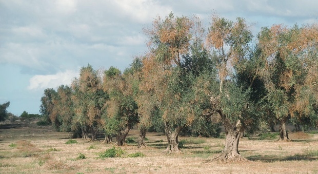 Xylella, tempo scaduto: tagli a spese degli olivicoltori