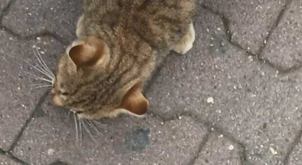 Salento, gatto investito e ucciso mentre mangiava. Choc nel parcheggio di un supermercato