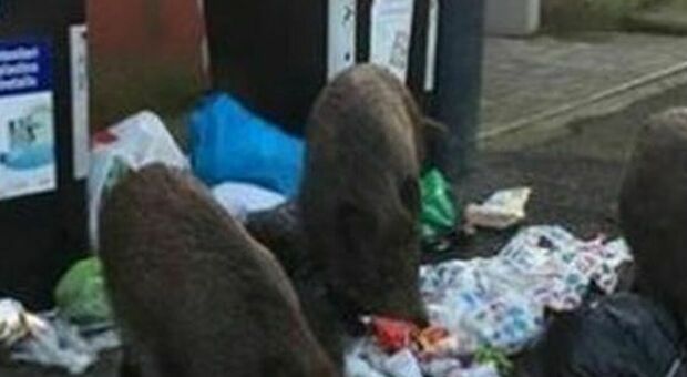 Tornano i cinghiali: zona Nord sotto attacco, troppi rifiuti in strada