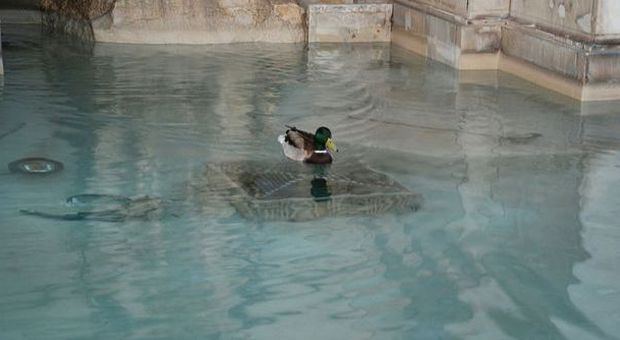 Roma, ospite inattesa al Gianicolo: un'anatra fa il bagno nel fontanone
