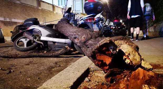 Roma, cade albero a Testaccio e colpisce scooter parcheggiati