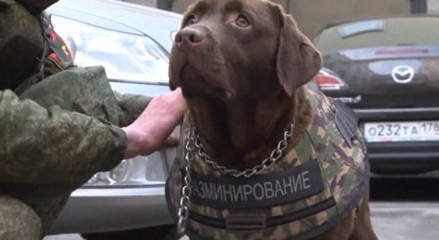 Cani poliziotto, arrivano i nuovi giubbini antiproiettile: l'idea dalla Russia nel ricordo di Diesel