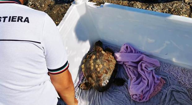 La tartaruga è sofferente:la Guardia costiera la porta in salvo