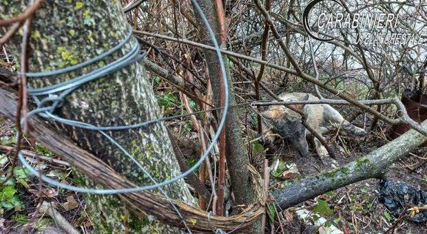 Cascia, giovane lupo ucciso: nei guai allevatore di polli