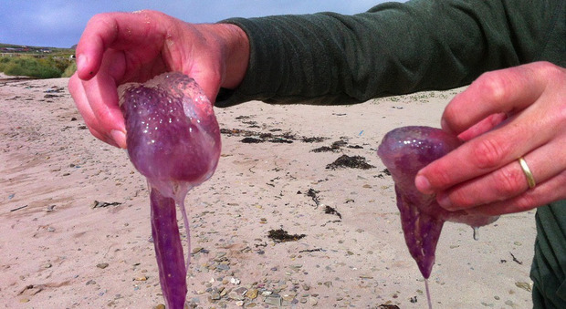 Pizzicati in spiaggia: psicosi meduse sul litorale Adriatico