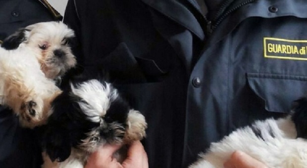 Traffico illecito di cani nel Casertano: sequestrati 39 cuccioli di varie razze