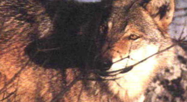Un altro lupo trovato morto in Toscana, la carcassa lasciata nella piazza di Scansano