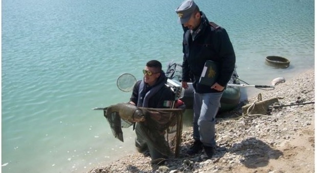 Serrapetrona, moria di carpe nel lago di Caccamo: il responsabile è un virus