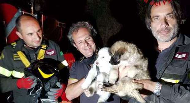 Campania, due cuccioli di cane in un dirupo: salvati dai vigili del fuoco