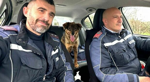 Narni, gli agenti della polizia locale salvano una cagnolina dalla strada