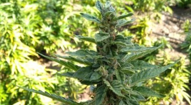 Serra in casa per coltivare la marijuana: nei guai un 22enne